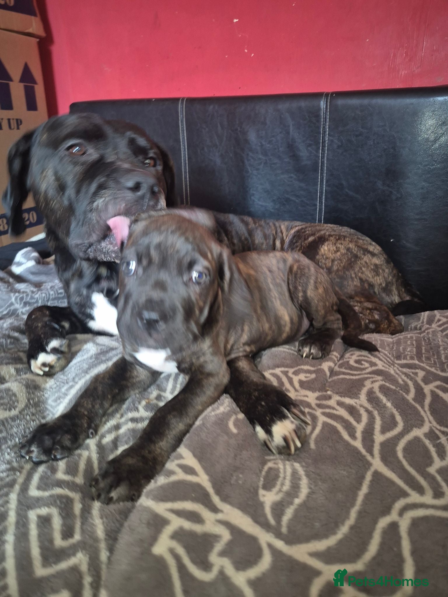 Cane Corso dogs Cane corso pups - Advert 1