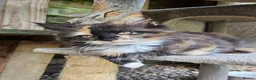 Maine Coon cats for sale: Maine Coon babies  - Advert 5