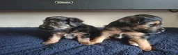 Mixed Breed dogs for sale: Beautiful black, tan and white pups - Advert 11