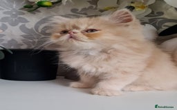 Persian cats for stud: Persian stud service  - Image 18