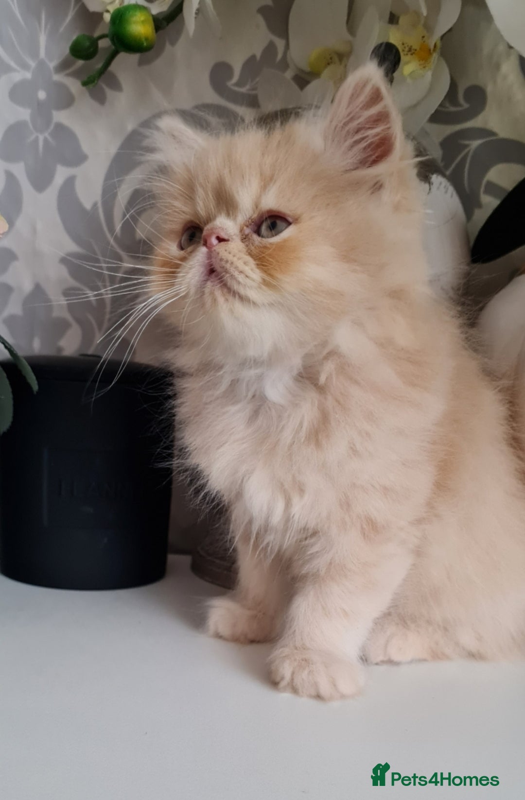 Persian cats for stud: Persian stud service  - Image 18