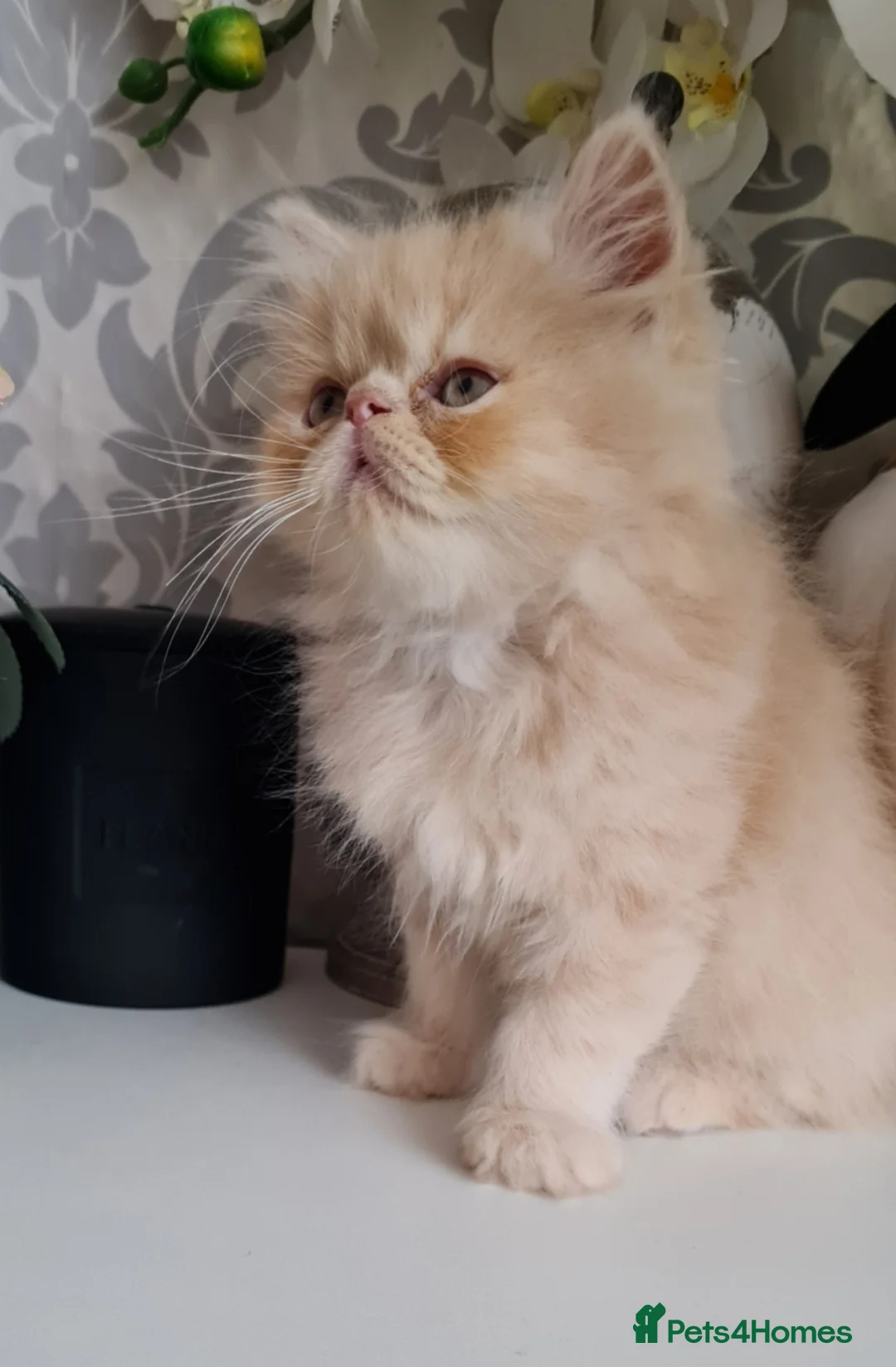 Persian cats for stud: Persian stud service  - Advert 17