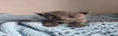 Russian Blue Kitten boy 