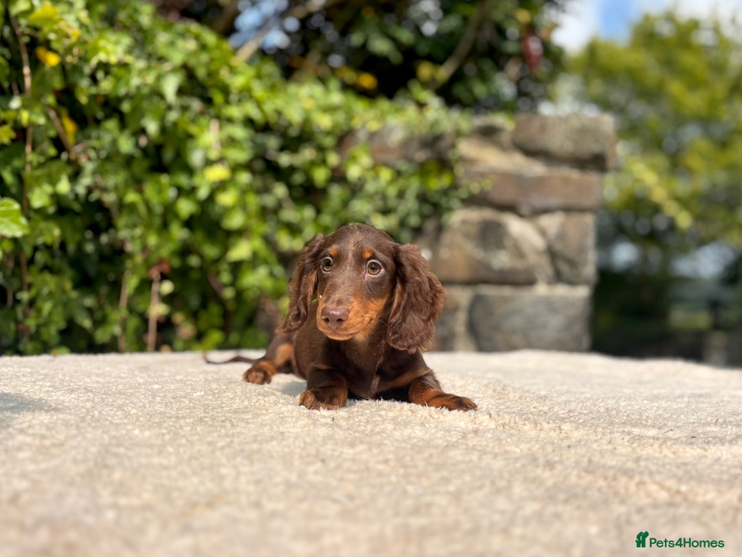 Miniature Dachshund dogs for sale: Long Haired Miniature Dachshunds - READY NOW! - Image 13