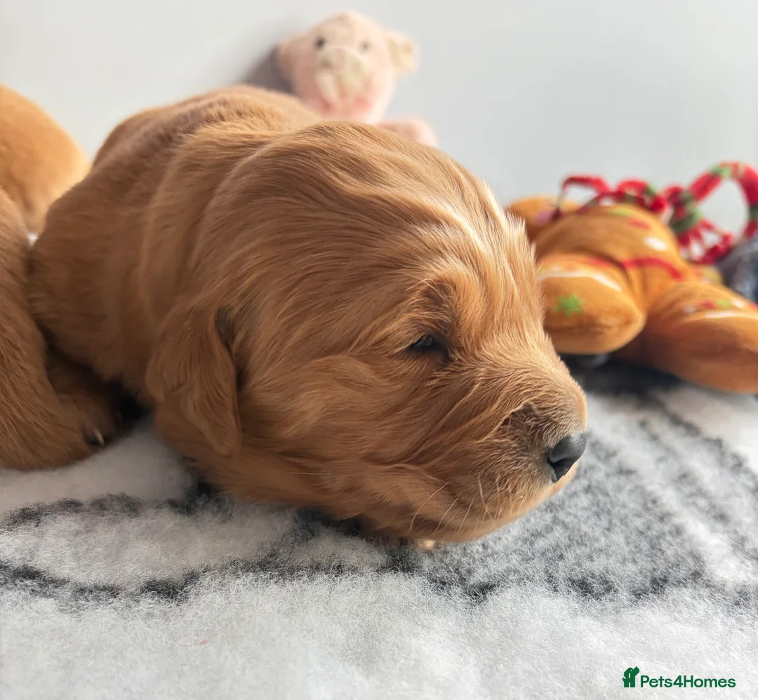 Golden Retriever dogs for sale: Gorgeous red golden retriever puppies  - Advert 8