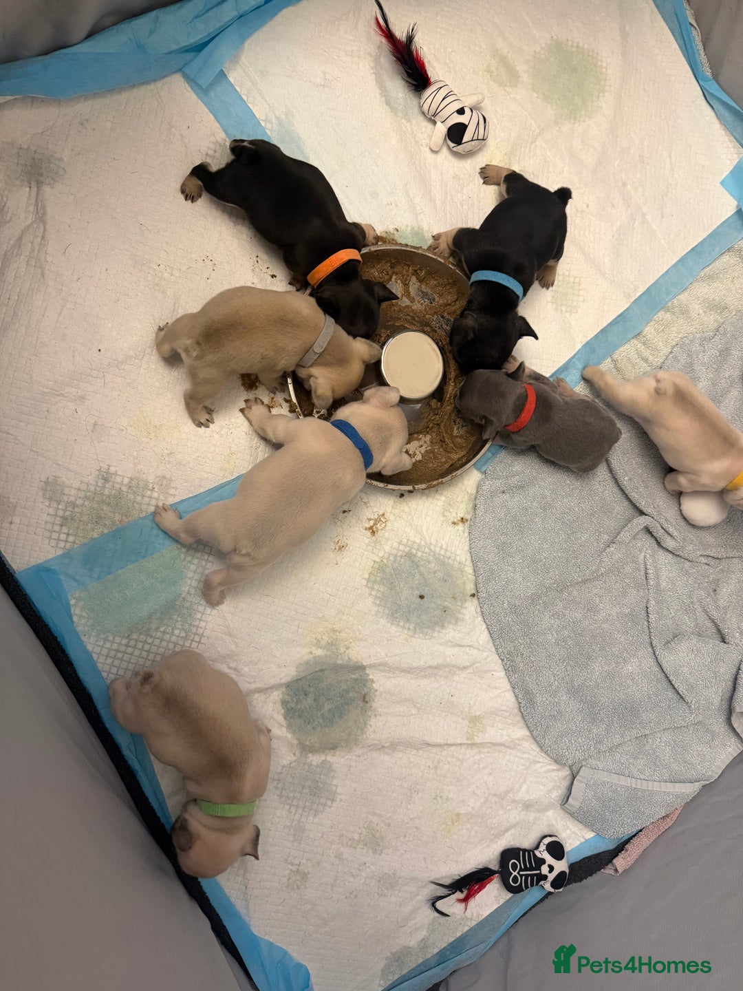 French Bulldog dogs for sale: Beautiful Pups – Looking for Their Forever Homes - Advert 10