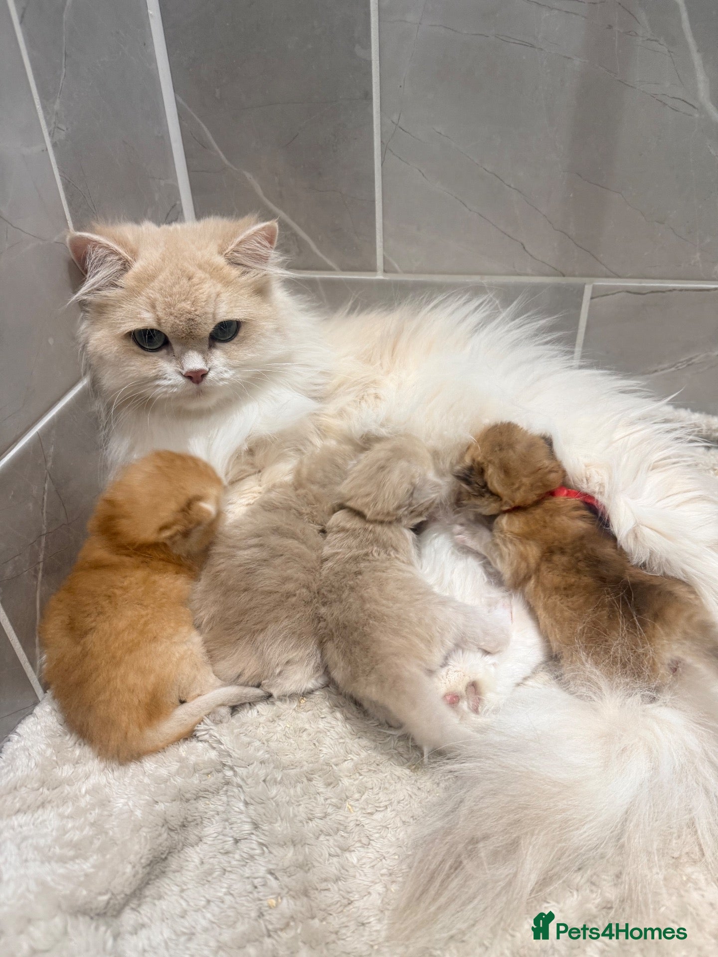 British Longhair cats Exceptional blh golden kittens  - Advert 11