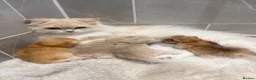 British Longhair cats for sale: Exceptional blh golden kittens  - Advert 6