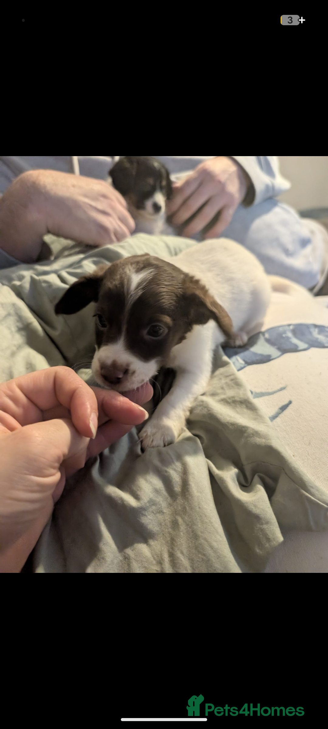 Mixed Breed dogs for sale: Adorable puppies ready 11/10 - Image 3