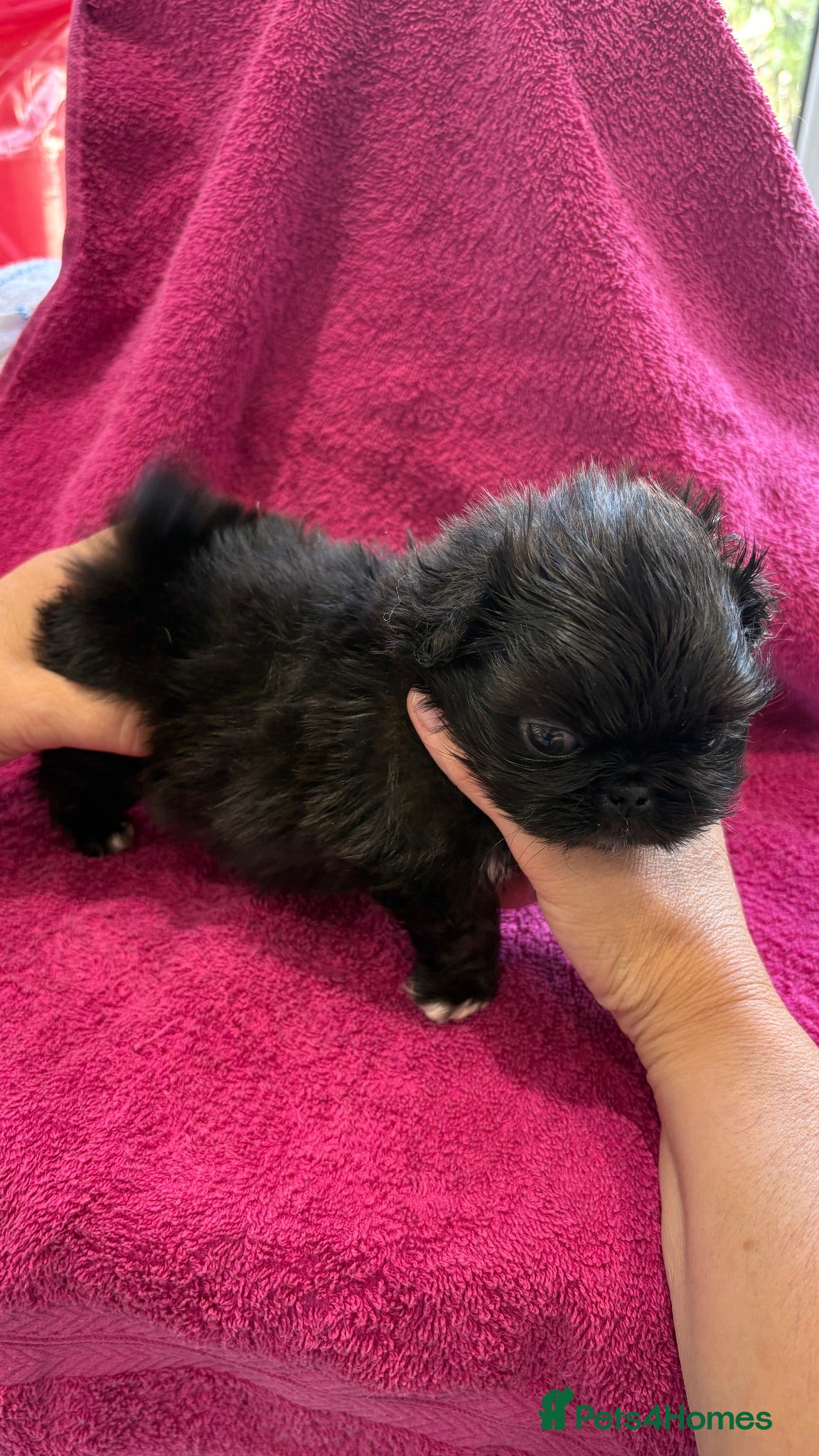 Pekingese dogs 💙 TINY SLEEVE MALES AVAILABLE 💙 - Advert 2