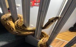Boa Snake reptiles for sale: boa constrictor - Image 3