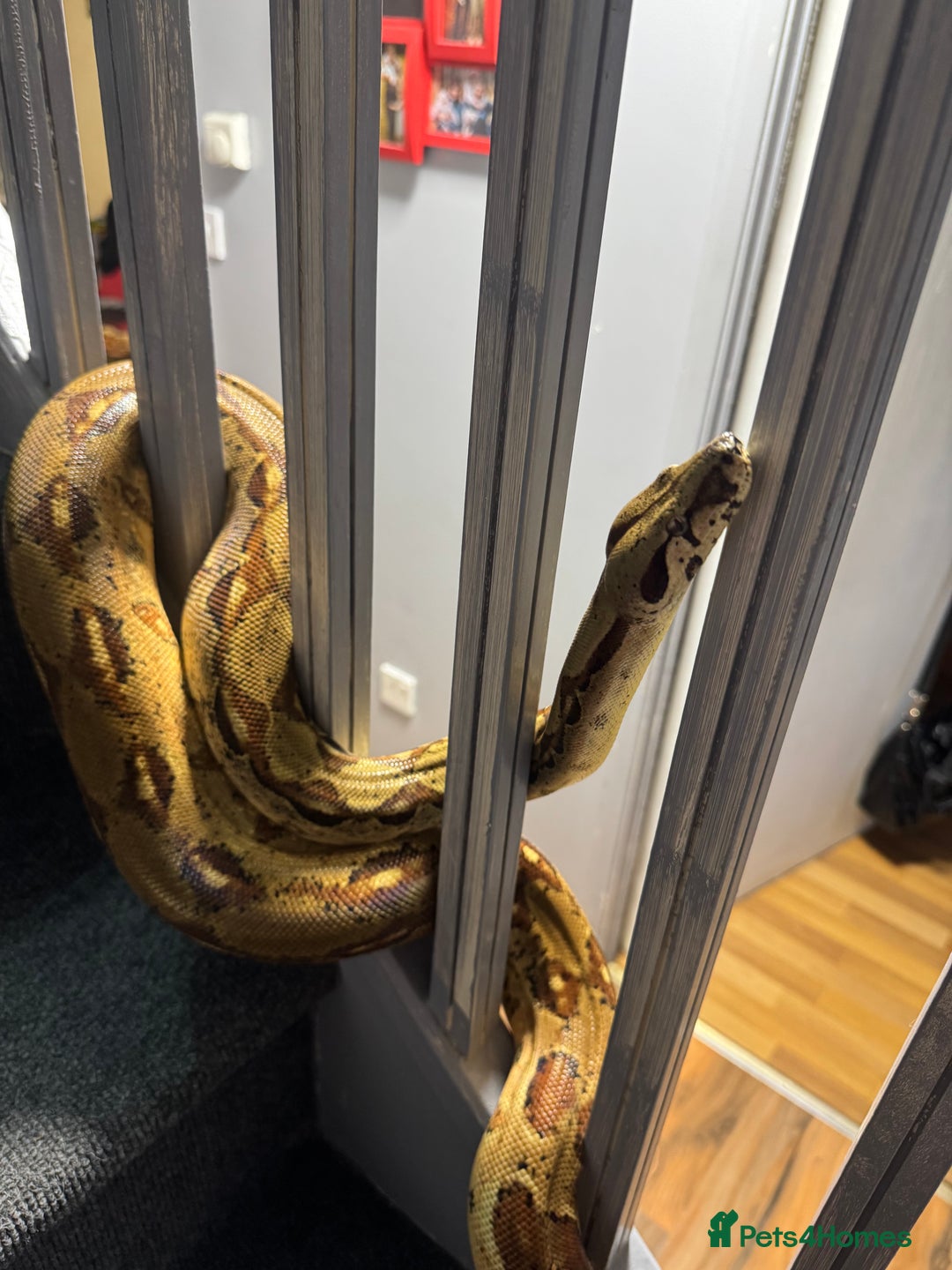 Boa Snake reptiles for sale: boa constrictor - Image 3