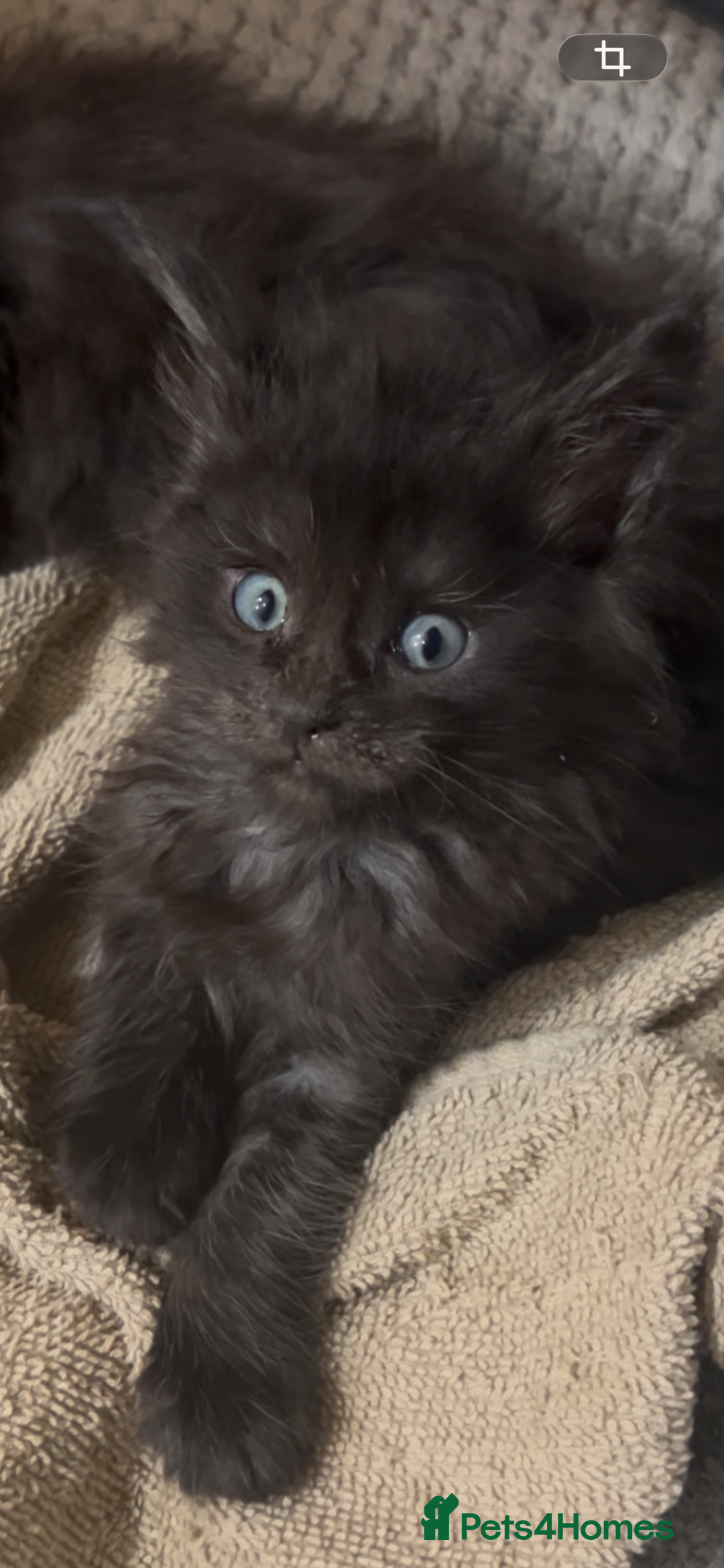 Maine Coon cats for sale: 8 beautiful mainecoon kittens for sale - Advert 30