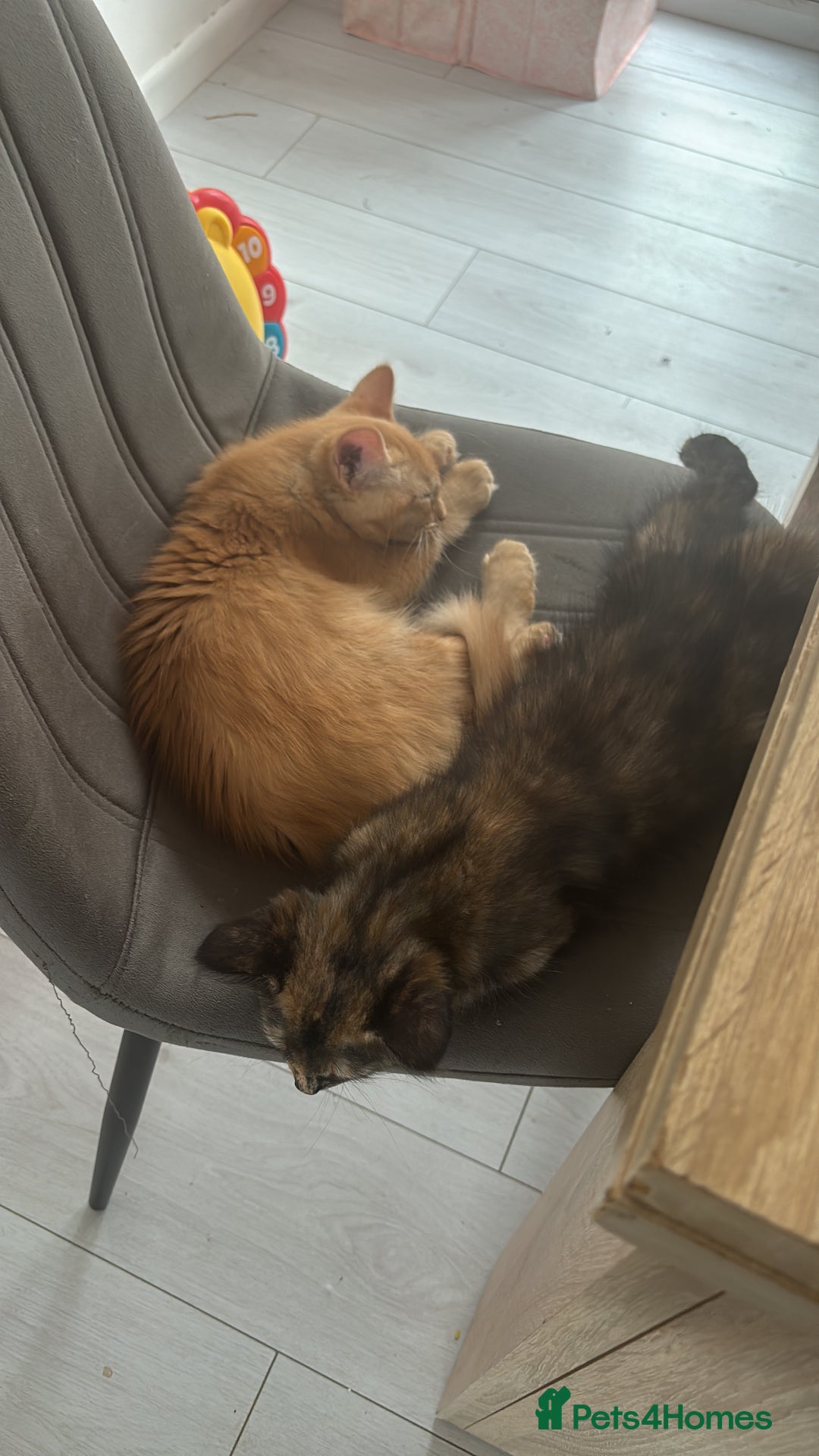 Mixed Breed cats for sale: Two lovely girls needing new home  - Image 10