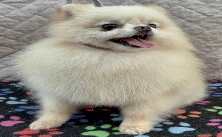 Pomeranian dogs - Advert 11