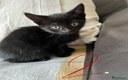 Mixed Breed cats for sale: 3 black and white kittens for sale  - Image 4