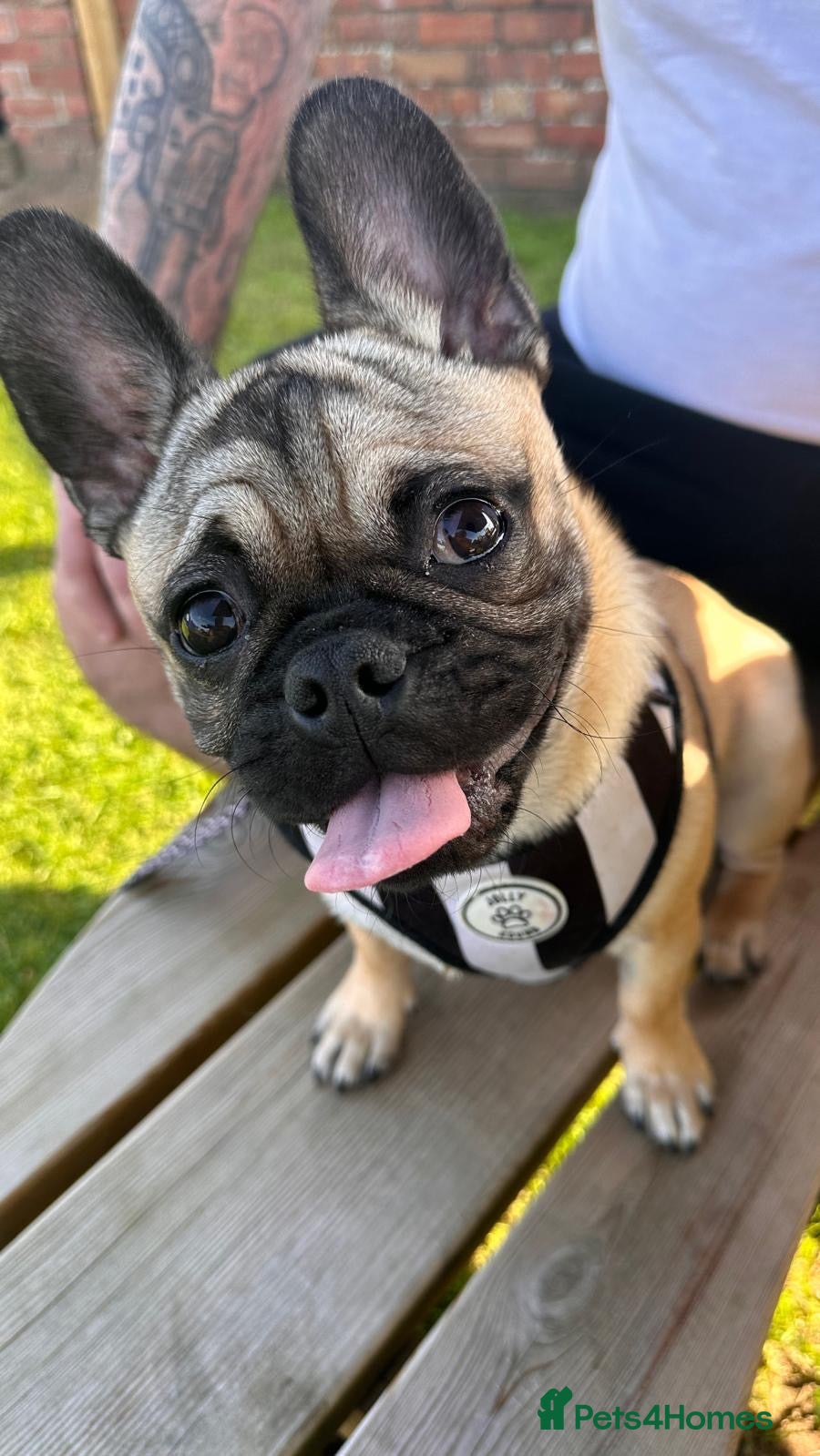 Mixed Breed dogs Pugsley 2 year old Pug  - Advert 3