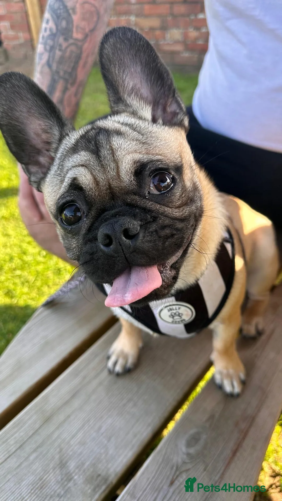 Mixed Breed dogs for sale: Pugsley 2 year old Pug  - Advert 1