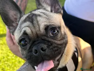 Mixed Breed dogs Pugsley 2 year old Pug - Advert 1