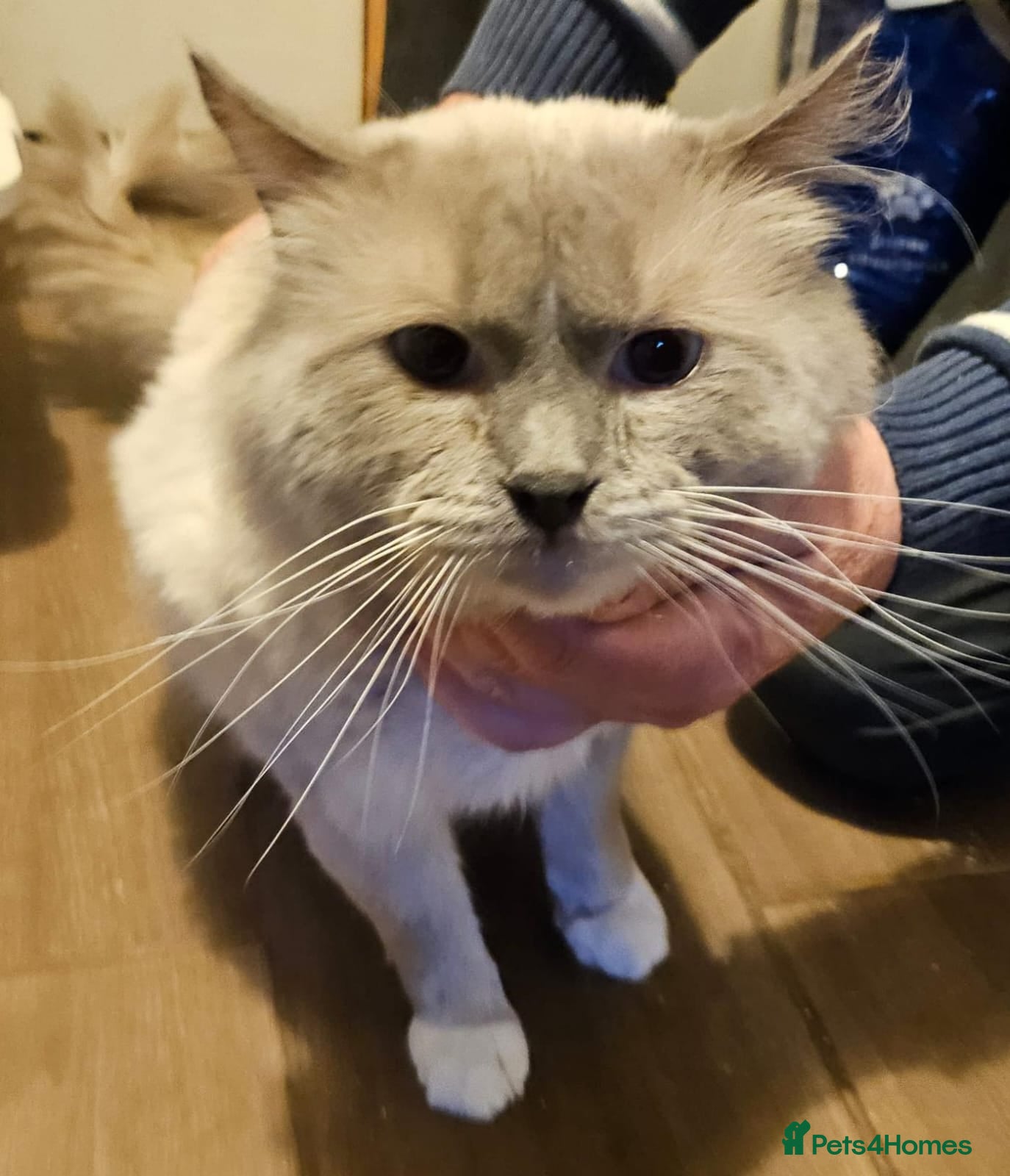 Ragdoll cats 💛GCCF Registered 💛Ragdoll kittens   - Advert 2