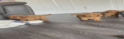 Cavapoo dogs for sale: 6 cavapoo pups ready to leave  - Advert 6