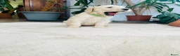 Double Doodle dogs for sale: Beautiful Litter of Double Doodles - Advert 14
