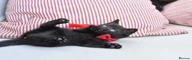 Red Collar