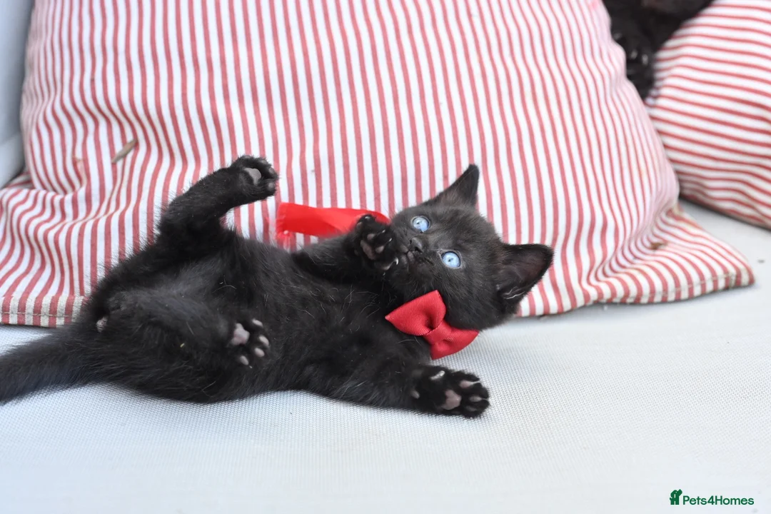 British Shorthair cats for sale: 5 Bundles of Love - Persian x BSH kittens  - Advert 2