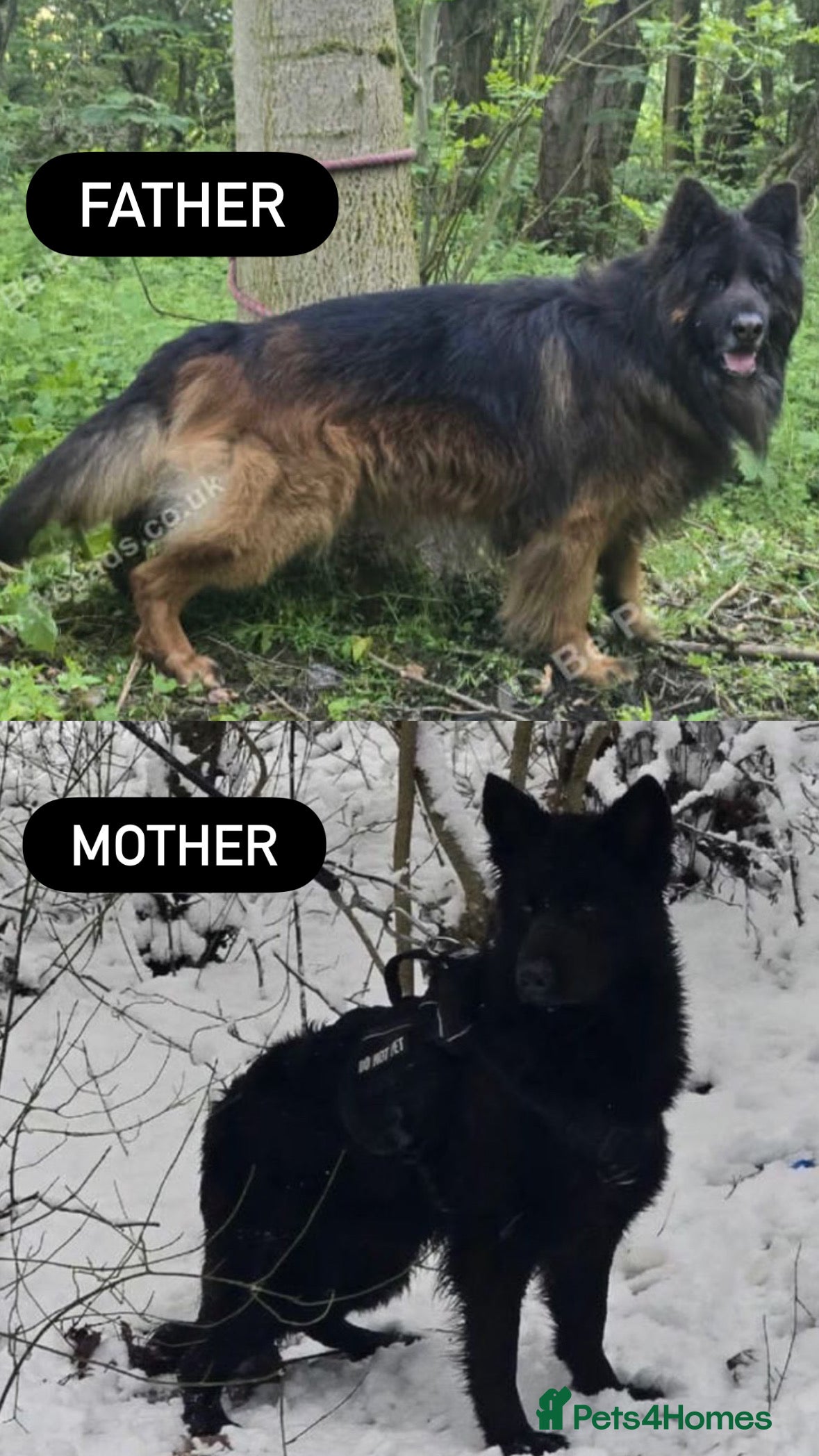 German Shepherd dogs 1 Purebred black GSD puppy - Advert 6