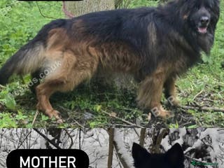 German Shepherd dogs 1 Purebred black GSD puppy - Advert 6