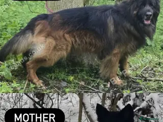 German Shepherd dogs 1 Purebred black GSD puppy - Advert 2