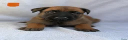 Belgian Shepherd Dog dogs for sale: Belgian Malinois puppies  - Advert 4