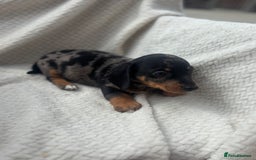 Mixed Breed dogs for sale: Dorkie puppies  - Image 6