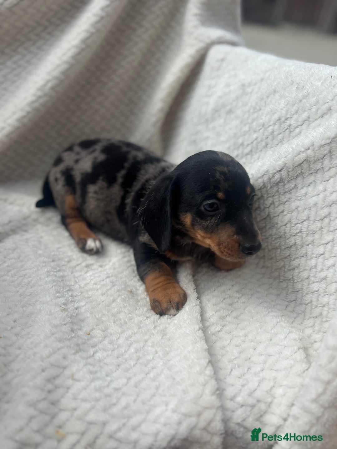Mixed Breed dogs for sale: Dorkie puppies  - Image 6
