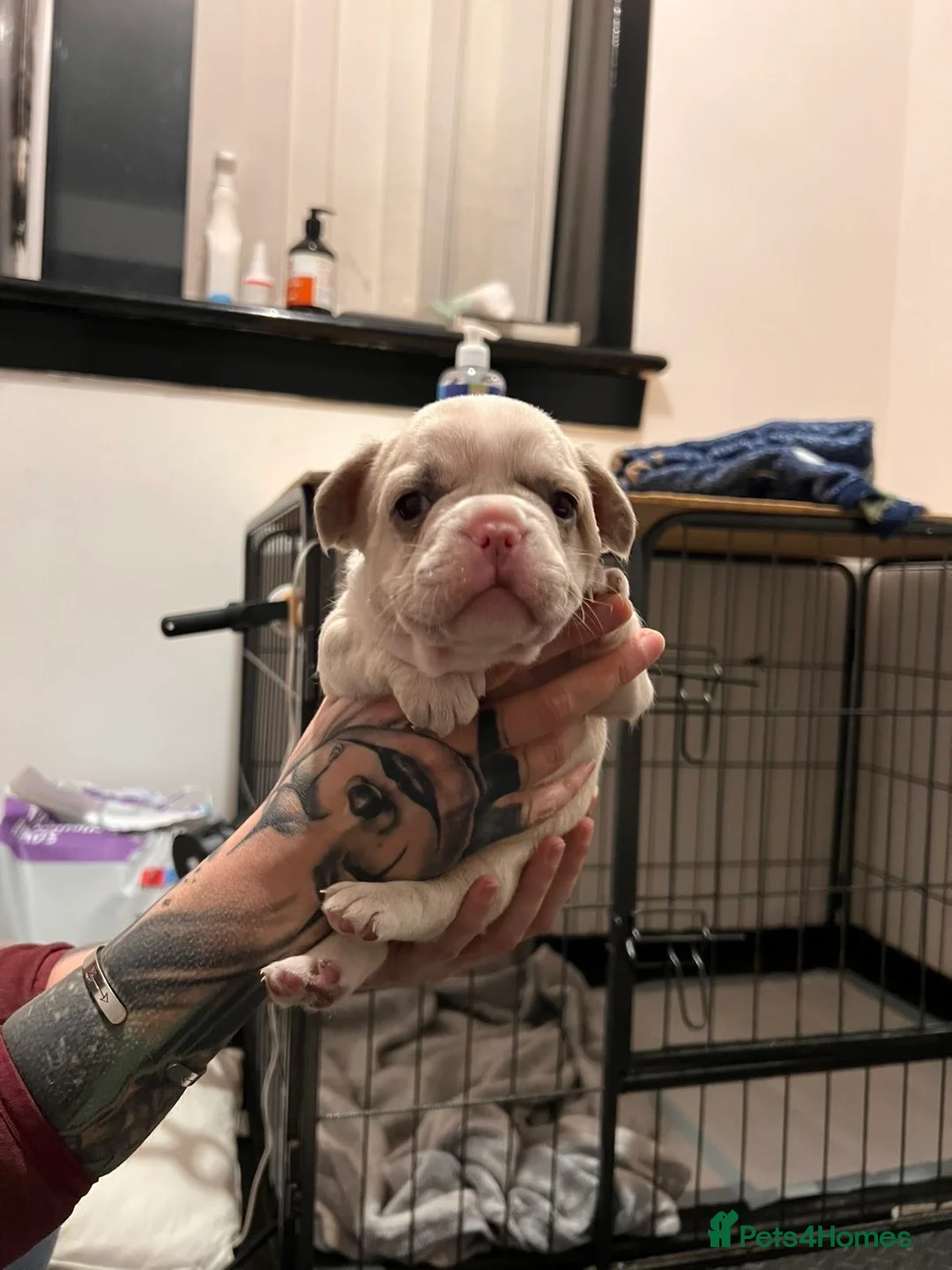 French Bulldog dogs for sale: 🐾 DWKC Registered French Bulldog Puppies  - Advert 3