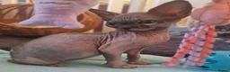 Sphynx cats for sale: 🩷Beautiful Sphynx Girls Looking for Forever Homes in Leicester - Advert 6