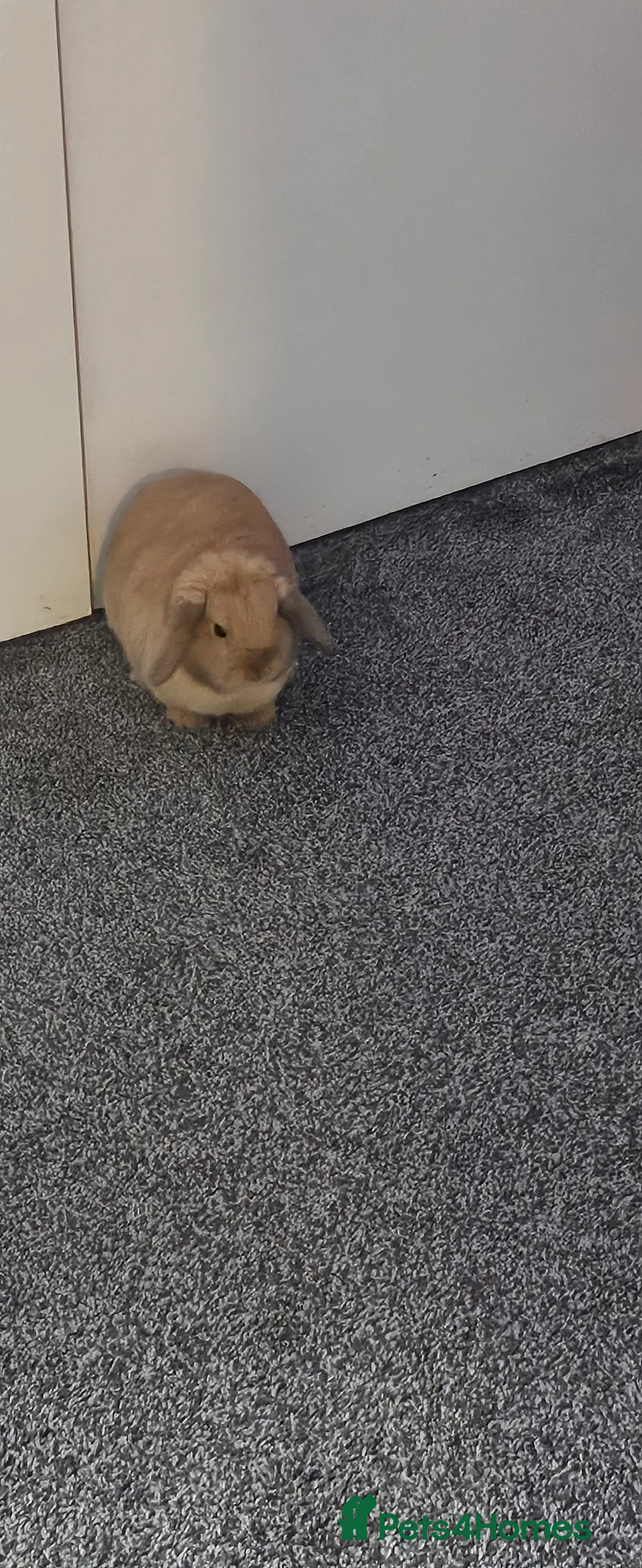 Mini Lop rabbits for sale: Mini lop Doe - Advert 4