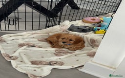 Cockapoo dogs for sale: Cockerpoo puppy - Image 2