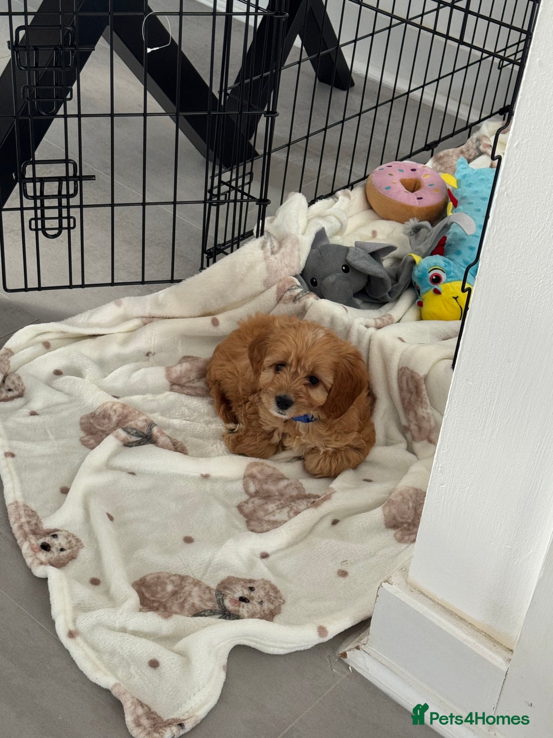 Cockapoo dogs for sale: Cockerpoo puppy - Image 2