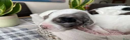 Sproodle dogs for sale: ✨ Premium Rare Sproodle Puppies – Champion Lines ✨ - Advert 7