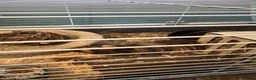 Guinea Pig rodents for sale: 1 female guniea pig and 4 boys  - Advert 1