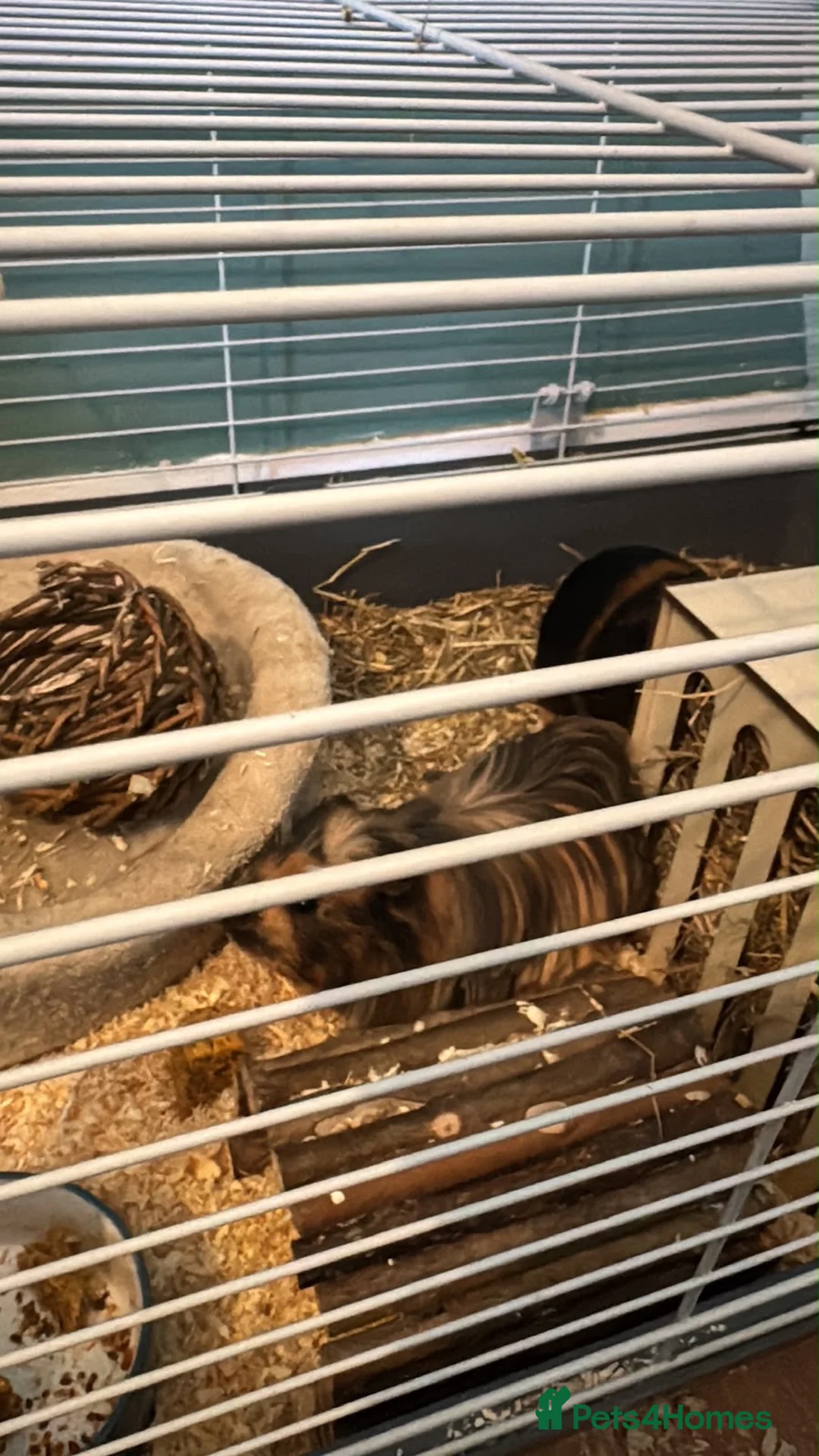 Guinea Pig rodents for sale: 1 female guniea pig and 4 boys  - Advert 1