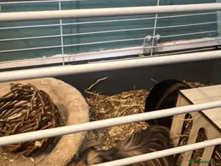 Guinea Pig rodents 1 female guniea pig and 4 boys - Advert 1