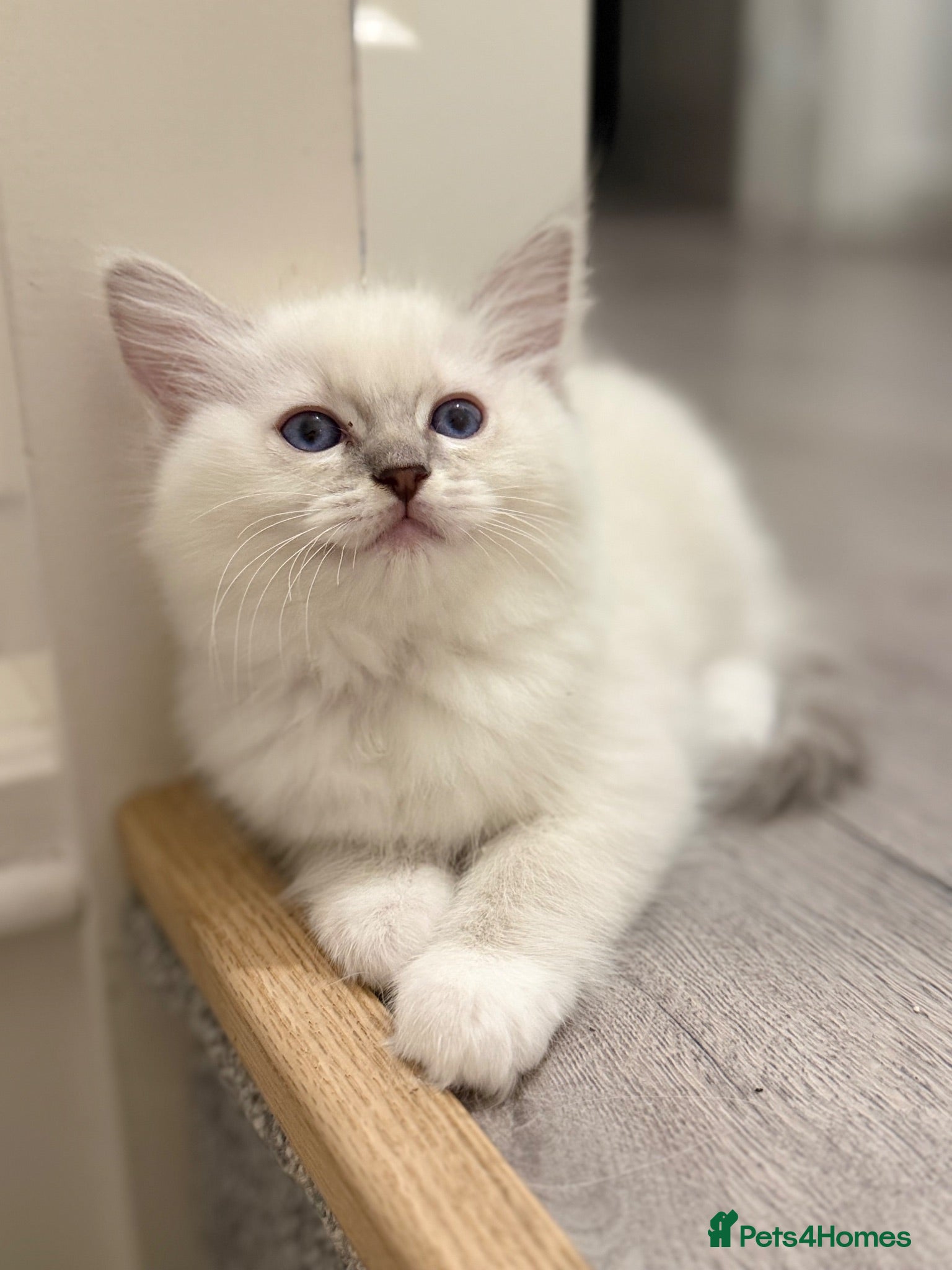 Ragdoll cats Beautiful Ragdoll Kittens 2 girls still available - Advert 1
