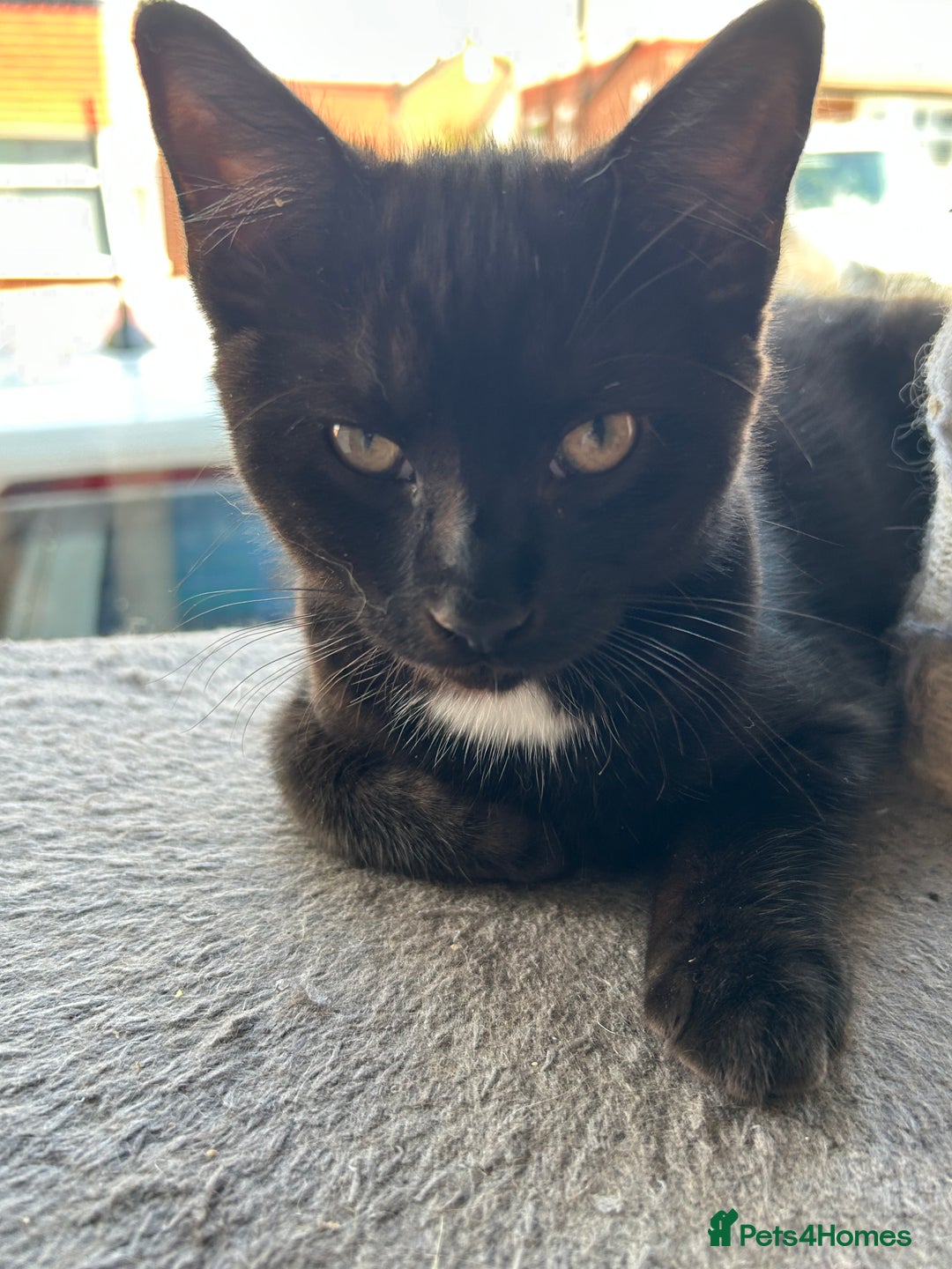 Mixed Breed cats for sale: Three lovely mixed breed kittens - Image 5