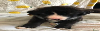 Mixed Breed Puppy 2