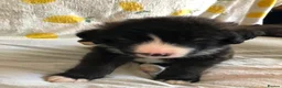 Mixed Breed dogs for sale: 1 beautiful boys left from litter of 6 - Advert 12
