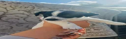 Jack Russell dogs for sale: 5 Gorgeous Puppies  in London - Advert 7