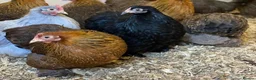 Chickens poultry for sale: Female bantams- Silkies, Polish, Pekins and Booted - Advert 6