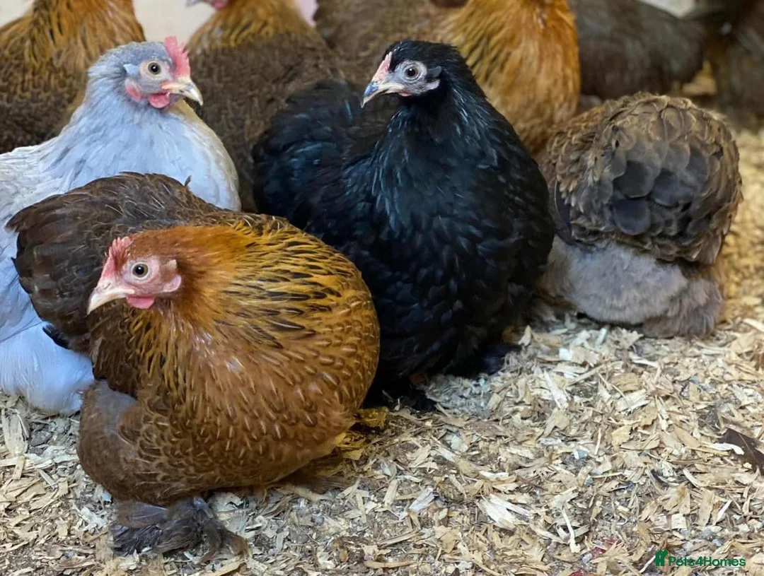 Chickens poultry for sale: Female bantams- Silkies, Pekins and Booted - Advert 8